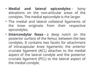 • Medial and lateral epicondyles – bony
elevations on the non-articular areas of the
condyles. The medial epicondyle is the larger.
• The medial and lateral collateral ligaments of
the knee originate from their respective
epicondyles.
• Intercondylar fossa – a deep notch on the
posterior surface of the femur, between the two
condyles. It contains two facets for attachment
of intracapsular knee ligaments; the anterior
cruciate ligament (ACL) attaches to the medial
aspect of the lateral condyle and the posterior
cruciate ligament (PCL) to the lateral aspect of
the medial condyle.
 