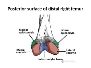 Posterior surface of distal right femur
 