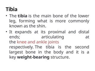 Tibia
• The tibia is the main bone of the lower
leg, forming what is more commonly
known as the shin.
• It expands at its proximal and distal
ends; articulating at
the knee and ankle joints
respectively. The tibia is the second
largest bone in the body and it is a
key weight-bearing structure.
 