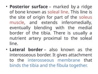 • Posterior surface – marked by a ridge
of bone known as soleal line. This line is
the site of origin for part of the soleus
muscle, and extends inferomedially,
eventually blending with the medial
border of the tibia. There is usually a
nutrient artery proximal to the soleal
line.
• Lateral border – also known as the
interosseous border. It gives attachment
to the interosseous membrane that
binds the tibia and the fibula together.
 