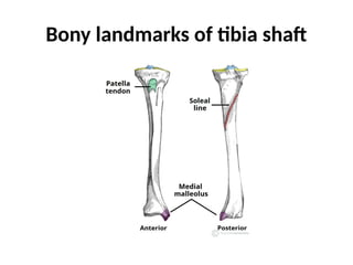Bony landmarks of tibia shaft
 
