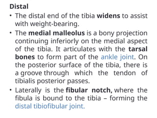 Distal
• The distal end of the tibia widens to assist
with weight-bearing.
• The medial malleolus is a bony projection
continuing inferiorly on the medial aspect
of the tibia. It articulates with the tarsal
bones to form part of the ankle joint. On
the posterior surface of the tibia, there is
a groove through which the tendon of
tibialis posterior passes.
• Laterally is the fibular notch, where the
fibula is bound to the tibia – forming the
distal tibiofibular joint.
 