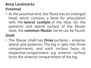 Bony Landmarks
Proximal
• At the proximal end, the fibula has an enlarged
head, which contains a facet for articulation
with the lateral condyle of the tibia. On the
posterior and lateral surface of the fibular
neck, the common fibular nerve can be found.
Shaft
• The fibular shaft has three surfaces – anterior,
lateral and posterior. The leg is split into three
compartments, and each surface faces its
respective compartment e.g anterior surface
faces the anterior compartment of the leg.
 