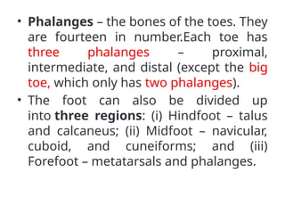 • Phalanges – the bones of the toes. They
are fourteen in number.Each toe has
three phalanges – proximal,
intermediate, and distal (except the big
toe, which only has two phalanges).
• The foot can also be divided up
into three regions: (i) Hindfoot – talus
and calcaneus; (ii) Midfoot – navicular,
cuboid, and cuneiforms; and (iii)
Forefoot – metatarsals and phalanges.
 
