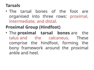 Tarsals
• The tarsal bones of the foot are
organised into three rows: proximal,
intermediate, and distal.
Proximal Group (Hindfoot)
• The proximal tarsal bones are the
talus and the calcaneus. These
comprise the hindfoot, forming the
bony framework around the proximal
ankle and heel.
 