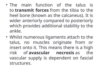 • The main function of the talus is
to transmit forces from the tibia to the
heel bone (known as the calcaneus). It is
wider anteriorly compared to posteriorly
which provides additional stability to the
ankle.
• Whilst numerous ligaments attach to the
talus, no muscles originate from or
insert onto it. This means there is a high
risk of avascular necrosis as the
vascular supply is dependent on fascial
structures.
 