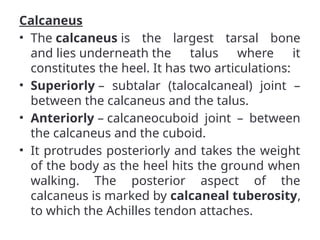 Calcaneus
• The calcaneus is the largest tarsal bone
and lies underneath the talus where it
constitutes the heel. It has two articulations:
• Superiorly – subtalar (talocalcaneal) joint –
between the calcaneus and the talus.
• Anteriorly – calcaneocuboid joint – between
the calcaneus and the cuboid.
• It protrudes posteriorly and takes the weight
of the body as the heel hits the ground when
walking. The posterior aspect of the
calcaneus is marked by calcaneal tuberosity,
to which the Achilles tendon attaches.
 