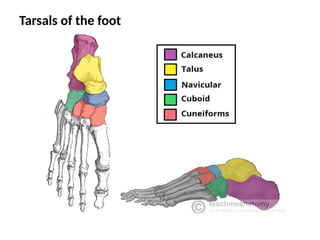 Tarsals of the foot
 