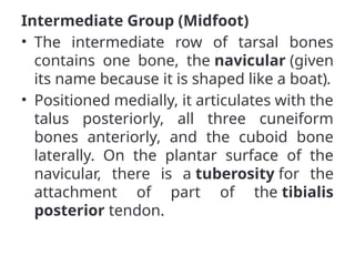 Intermediate Group (Midfoot)
• The intermediate row of tarsal bones
contains one bone, the navicular (given
its name because it is shaped like a boat).
• Positioned medially, it articulates with the
talus posteriorly, all three cuneiform
bones anteriorly, and the cuboid bone
laterally. On the plantar surface of the
navicular, there is a tuberosity for the
attachment of part of the tibialis
posterior tendon.
 