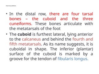 Distal Group (Midfoot)
• In the distal row, there are four tarsal
bones – the cuboid and the three
cuneiforms. These bones articulate with
the metatarsals of the foot
• The cuboid is furthest lateral, lying anterior
to the calcaneus and behind the fourth and
fifth metatarsals. As its name suggests, it is
cuboidal in shape. The inferior (plantar)
surface of the cuboid is marked by a
groove for the tendon of fibularis longus.
 