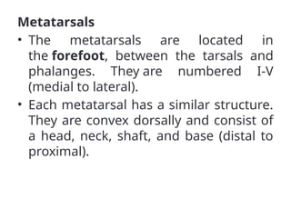 Metatarsals
• The metatarsals are located in
the forefoot, between the tarsals and
phalanges. They are numbered I-V
(medial to lateral).
• Each metatarsal has a similar structure.
They are convex dorsally and consist of
a head, neck, shaft, and base (distal to
proximal).
 