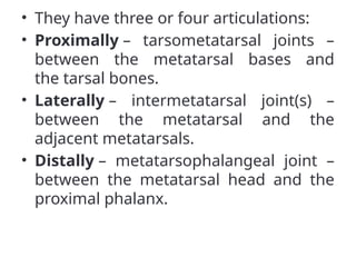 • They have three or four articulations:
• Proximally – tarsometatarsal joints –
between the metatarsal bases and
the tarsal bones.
• Laterally – intermetatarsal joint(s) –
between the metatarsal and the
adjacent metatarsals.
• Distally – metatarsophalangeal joint –
between the metatarsal head and the
proximal phalanx.
 