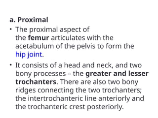 a. Proximal
• The proximal aspect of
the femur articulates with the
acetabulum of the pelvis to form the
hip joint.
• It consists of a head and neck, and two
bony processes – the greater and lesser
trochanters. There are also two bony
ridges connecting the two trochanters;
the intertrochanteric line anteriorly and
the trochanteric crest posteriorly.
 