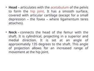 • Head – articulates with the acetabulum of the pelvis
to form the hip joint. It has a smooth surface,
covered with articular cartilage (except for a small
depression – the fovea – where ligamentum teres
attaches).
• Neck – connects the head of the femur with the
shaft. It is cylindrical, projecting in a superior and
medial direction. It is set at an angle of
approximately 135 degrees to the shaft. This angle
of projection allows for an increased range of
movement at the hip joint.
 