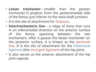 • Lesser trochanter – smaller than the greater
trochanter. It projects from the posteromedial side
of the femur, just inferior to the neck-shaft junction.
• It is the site of attachment for iliopsoas.
• Intertrochanteric line – a ridge of bone that runs
in an inferomedial direction on the anterior surface
of the femur, spanning between the two
trochanters. After it passes the lesser trochanter on
the posterior surface, it is known as the pectineal
line. It is the site of attachment for the iliofemoral
ligament (the strongest ligament of the hip joint).
• It also serves as the anterior attachment of the hip
joint capsule.
 