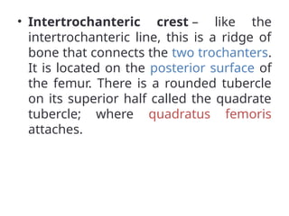• Intertrochanteric crest – like the
intertrochanteric line, this is a ridge of
bone that connects the two trochanters.
It is located on the posterior surface of
the femur. There is a rounded tubercle
on its superior half called the quadrate
tubercle; where quadratus femoris
attaches.
 