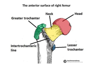 The anterior surface of right femur
 
