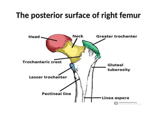 The posterior surface of right femur
 