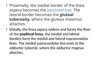 • Proximally, the medial border of the linea
aspera becomes the pectineal line. The
lateral border becomes the gluteal
tuberosity, where the gluteus maximus
attaches.
• Distally, the linea aspera widens and forms the floor
of the popliteal fossa, the medial and lateral
borders form the medial and lateral supracondylar
lines. The medial supracondylar line ends at the
adductor tubercle, where the adductor magnus
attaches.
• By Teach21)
 