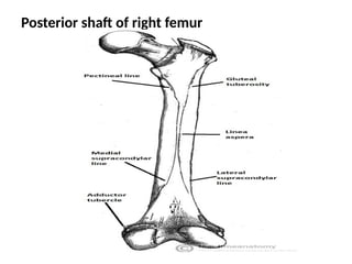 Posterior shaft of right femur
 