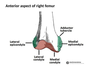 Anterior aspect of right femur
 