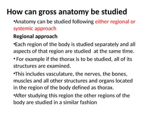 How can gross anatomy be studied
•Anatomy can be studied following either regional or
systemic approach
Regional approach
•Each region of the body is studied separately and all
aspects of that region are studied at the same time.
• For example if the thorax is to be studied, all of its
structures are examined.
•This includes vasculature, the nerves, the bones,
muscles and all other structures and organs located
in the region of the body defined as thorax.
•After studying this region the other regions of the
body are studied in a similar fashion
 