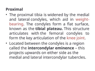 Proximal
• The proximal tibia is widened by the medial
and lateral condyles, which aid in weight-
bearing. The condyles form a flat surface,
known as the tibial plateau. This structure
articulates with the femoral condyles to
form the key articulation of the knee joint.
• Located between the condyles is a region
called the intercondylar eminence – this
projects upwards on either side as the
medial and lateral intercondylar tubercles.
 