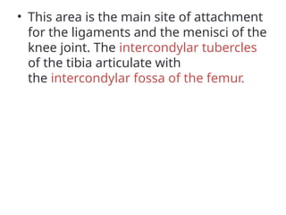 • This area is the main site of attachment
for the ligaments and the menisci of the
knee joint. The intercondylar tubercles
of the tibia articulate with
the intercondylar fossa of the femur.
 