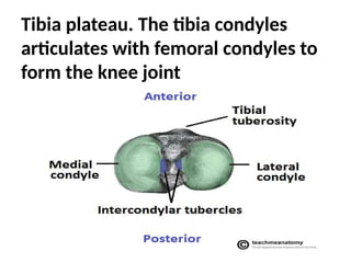 Tibia plateau. The tibia condyles
articulates with femoral condyles to
form the knee joint
 