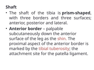 Shaft
• The shaft of the tibia is prism-shaped,
with three borders and three surfaces;
anterior, posterior and lateral.
• Anterior border – palpable
subcutaneously down the anterior
surface of the leg as the shin. The
proximal aspect of the anterior border is
marked by the tibial tuberosity; the
attachment site for the patella ligament.
 