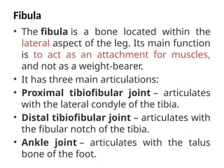 Fibula
• The fibula is a bone located within the
lateral aspect of the leg. Its main function
is to act as an attachment for muscles,
and not as a weight-bearer.
• It has three main articulations:
• Proximal tibiofibular joint – articulates
with the lateral condyle of the tibia.
• Distal tibiofibular joint – articulates with
the fibular notch of the tibia.
• Ankle joint – articulates with the talus
bone of the foot.
 