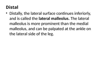 Distal
• Distally, the lateral surface continues inferiorly,
and is called the lateral malleolus. The lateral
malleolus is more prominent than the medial
malleolus, and can be palpated at the ankle on
the lateral side of the leg.
• Adapted from work by
OpenStCollege[CC BY 3.0], via
Wikimedia Commons
 
