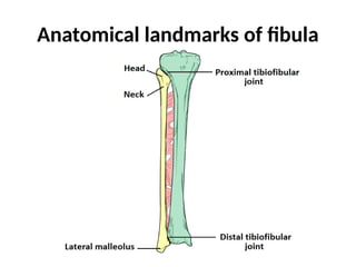 Anatomical landmarks of fibula
 