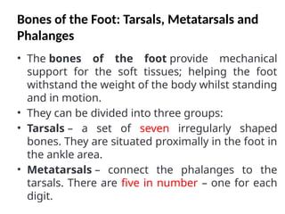 Bones of the Foot: Tarsals, Metatarsals and
Phalanges
• The bones of the foot provide mechanical
support for the soft tissues; helping the foot
withstand the weight of the body whilst standing
and in motion.
• They can be divided into three groups:
• Tarsals – a set of seven irregularly shaped
bones. They are situated proximally in the foot in
the ankle area.
• Metatarsals – connect the phalanges to the
tarsals. There are five in number – one for each
digit.
 
