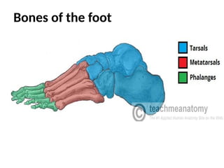 Bones of the foot
 