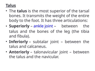 Talus
• The talus is the most superior of the tarsal
bones. It transmits the weight of the entire
body to the foot. It has three articulations:
• Superiorly – ankle joint – between the
talus and the bones of the leg (the tibia
and fibula).
• Inferiorly – subtalar joint – between the
talus and calcaneus.
• Anteriorly – talonavicular joint – between
the talus and the navicular.
 