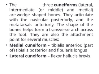 • The three cuneiforms (lateral,
intermediate (or middle) and medial)
are wedge shaped bones. They articulate
with the navicular posteriorly, and the
metatarsals anteriorly. The shape of the
bones helps form a transverse arch across
the foot. They are also the attachment
point for several muscles:
• Medial cuneiform – tibialis anterior, (part
of) tibialis posterior and fibularis longus
• Lateral cuneiform – flexor hallucis brevis
 