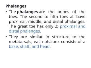 Phalanges
• The phalanges are the bones of the
toes. The second to fifth toes all have
proximal, middle, and distal phalanges.
The great toe has only 2; proximal and
distal phalanges.
• They are similar in structure to the
metatarsals, each phalanx consists of a
base, shaft, and head.
 