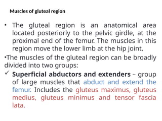 Muscles of gluteal region
• The gluteal region is an anatomical area
located posteriorly to the pelvic girdle, at the
proximal end of the femur. The muscles in this
region move the lower limb at the hip joint.
•The muscles of the gluteal region can be broadly
divided into two groups:
 Superficial abductors and extenders – group
of large muscles that abduct and extend the
femur. Includes the gluteus maximus, gluteus
medius, gluteus minimus and tensor fascia
lata.
 