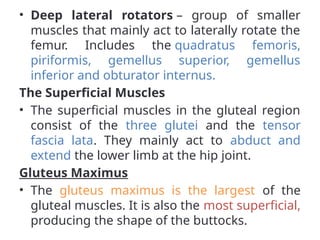 • Deep lateral rotators – group of smaller
muscles that mainly act to laterally rotate the
femur. Includes the quadratus femoris,
piriformis, gemellus superior, gemellus
inferior and obturator internus.
The Superficial Muscles
• The superficial muscles in the gluteal region
consist of the three glutei and the tensor
fascia lata. They mainly act to abduct and
extend the lower limb at the hip joint.
Gluteus Maximus
• The gluteus maximus is the largest of the
gluteal muscles. It is also the most superficial,
producing the shape of the buttocks.
 