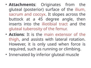 • Attachments: Originates from the
gluteal (posterior) surface of the ilium,
sacrum and coccyx. It slopes across the
buttock at a 45 degree angle, then
inserts into the iliotibial tract and the
gluteal tuberosity of the femur.
• Actions: It is the main extensor of the
thigh, and assists with lateral rotation.
However, it is only used when force is
required, such as running or climbing.
• Innervated by inferior gluteal muscle
 