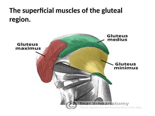 The superficial muscles of the gluteal
region.
 