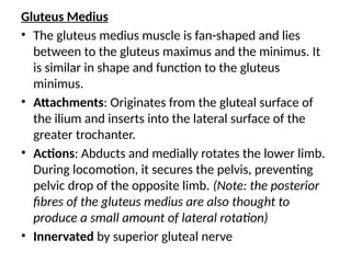 Gluteus Medius
• The gluteus medius muscle is fan-shaped and lies
between to the gluteus maximus and the minimus. It
is similar in shape and function to the gluteus
minimus.
• Attachments: Originates from the gluteal surface of
the ilium and inserts into the lateral surface of the
greater trochanter.
• Actions: Abducts and medially rotates the lower limb.
During locomotion, it secures the pelvis, preventing
pelvic drop of the opposite limb. (Note: the posterior
fibres of the gluteus medius are also thought to
produce a small amount of lateral rotation)
• Innervated by superior gluteal nerve
 