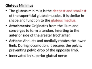 Gluteus Minimus
• The gluteus minimus is the deepest and smallest
of the superficial gluteal muscles. It is similar in
shape and function to the gluteus medius.
• Attachments: Originates from the ilium and
converges to form a tendon, inserting to the
anterior side of the greater trochanter.
• Actions: Abducts and medially rotates the lower
limb. During locomotion, it secures the pelvis,
preventing pelvic drop of the opposite limb.
• Innervated by superior gluteal nerve
 