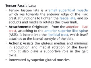 Tensor Fascia Lata
• Tensor fasciae lata is a small superficial muscle
which lies towards the anterior edge of the iliac
crest. It functions to tighten the fascia lata, and so
abducts and medially rotates the lower limb.
• Attachments: Originates from the anterior iliac
crest, attaching to the anterior superior iliac spine
(ASIS). It inserts into the iliotibial tract, which itself
attaches to the lateral condyle of the tibia.
• Actions: Assists the gluteus medius and minimus
in abduction and medial rotation of the lower
limb. It also plays a supportive role in the gait
cycle.
• Innervated by superior gluteal muscles
 
