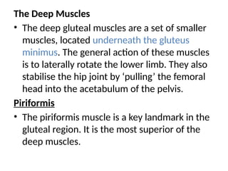 The Deep Muscles
• The deep gluteal muscles are a set of smaller
muscles, located underneath the gluteus
minimus. The general action of these muscles
is to laterally rotate the lower limb. They also
stabilise the hip joint by ‘pulling’ the femoral
head into the acetabulum of the pelvis.
Piriformis
• The piriformis muscle is a key landmark in the
gluteal region. It is the most superior of the
deep muscles.
 