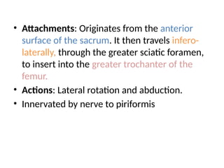 • Attachments: Originates from the anterior
surface of the sacrum. It then travels infero-
laterally, through the greater sciatic foramen,
to insert into the greater trochanter of the
femur.
• Actions: Lateral rotation and abduction.
• Innervated by nerve to piriformis
 
