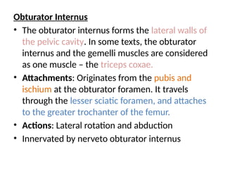 Obturator Internus
• The obturator internus forms the lateral walls of
the pelvic cavity. In some texts, the obturator
internus and the gemelli muscles are considered
as one muscle – the triceps coxae.
• Attachments: Originates from the pubis and
ischium at the obturator foramen. It travels
through the lesser sciatic foramen, and attaches
to the greater trochanter of the femur.
• Actions: Lateral rotation and abduction
• Innervated by nerveto obturator internus
 