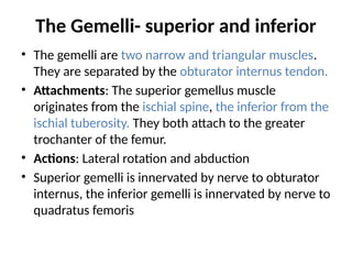 The Gemelli- superior and inferior
• The gemelli are two narrow and triangular muscles.
They are separated by the obturator internus tendon.
• Attachments: The superior gemellus muscle
originates from the ischial spine, the inferior from the
ischial tuberosity. They both attach to the greater
trochanter of the femur.
• Actions: Lateral rotation and abduction
• Superior gemelli is innervated by nerve to obturator
internus, the inferior gemelli is innervated by nerve to
quadratus femoris
 