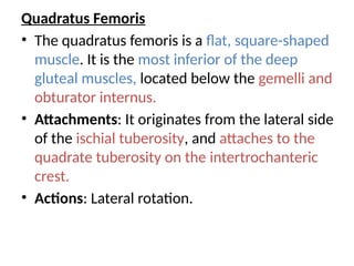 Quadratus Femoris
• The quadratus femoris is a flat, square-shaped
muscle. It is the most inferior of the deep
gluteal muscles, located below the gemelli and
obturator internus.
• Attachments: It originates from the lateral side
of the ischial tuberosity, and attaches to the
quadrate tuberosity on the intertrochanteric
crest.
• Actions: Lateral rotation.
 